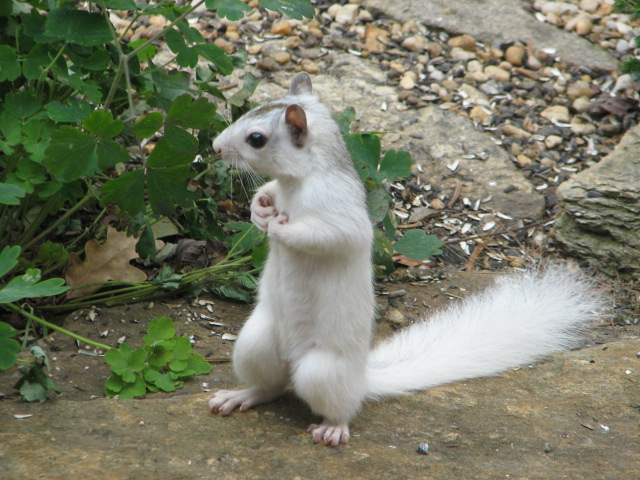 File:Brevard NC white squirrel.jpg