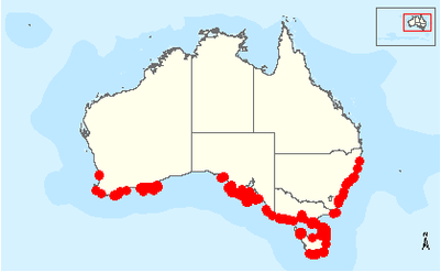 File:Eudyptula-minor-habitat-Australia.png