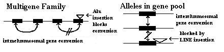 Mechanism of Repetitive DNA Sequences in blocking gene conversion