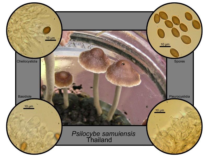 File:Psilocybe samuiensis.jpg