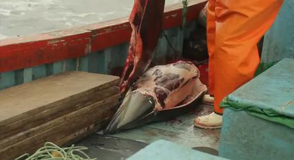 File:Dusky Dolphin being skinned.jpg