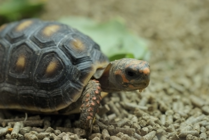 File:Red Footed Tortoise 2007.8 Daytona Breeders Show.jpg