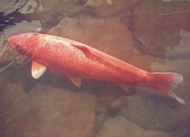 File:Hanako fish.jpeg