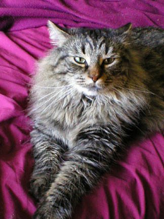 File:Travismainecoon.jpg