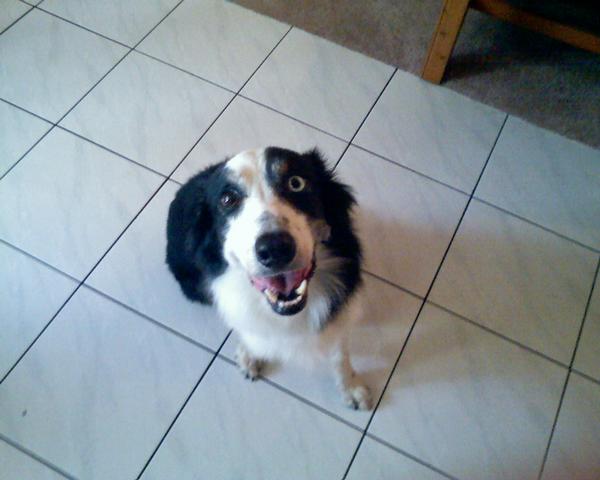 File:Nick border collie.jpg