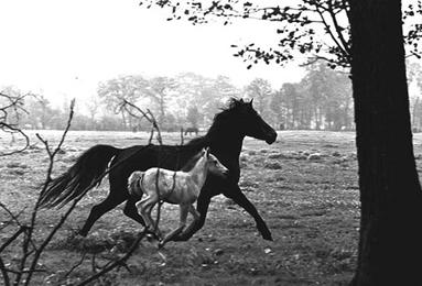 File:The Soul of a Horse.jpg