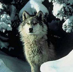 File:Northern Rocky Mountains wolf (cropped).jpg