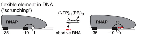 File:DNA scrunching.png