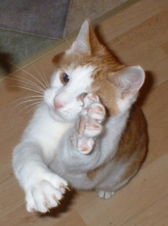 File:CatClaws.jpg