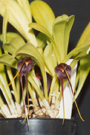 File:Masdevallia-rolfeana.jpg