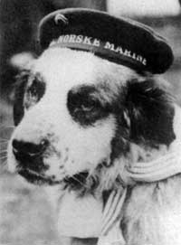 File:Bamse (St. Bernard).jpg