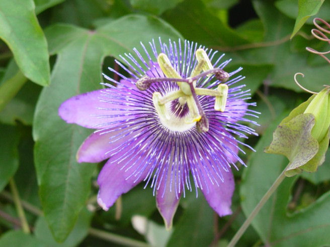 File:Passion flower lav.jpg