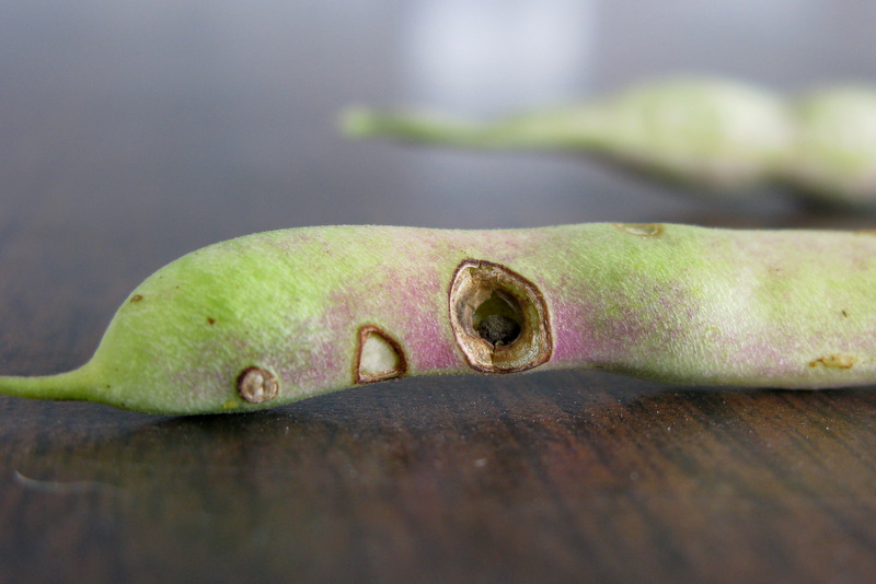 File:Western bean cutworm damage.jpg