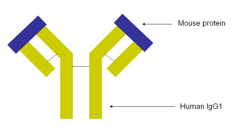 File:Infliximab structure.jpg