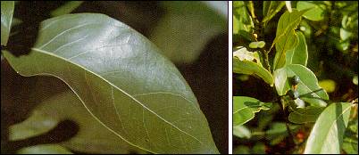 File:Persea borbonia foliage and fruit (USGS photo).jpg