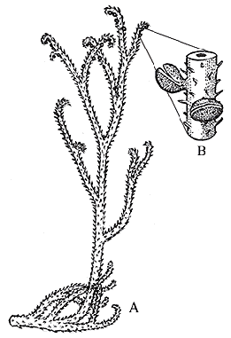 File:Sawdonia ornata.gif