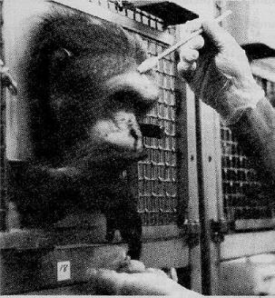 File:Primate-in-cage-restraint.jpeg