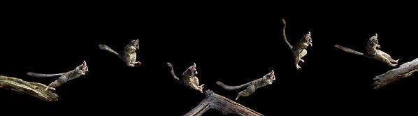 File:Bushbaby Leaping captured in Multiflash.jpg