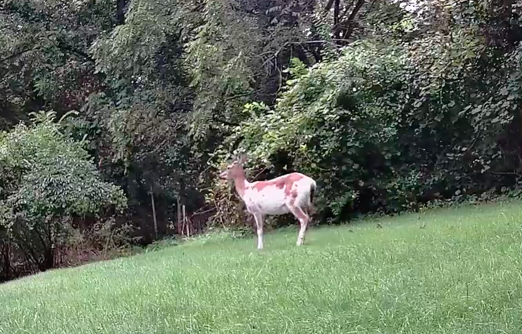 File:Piebald Deer.png