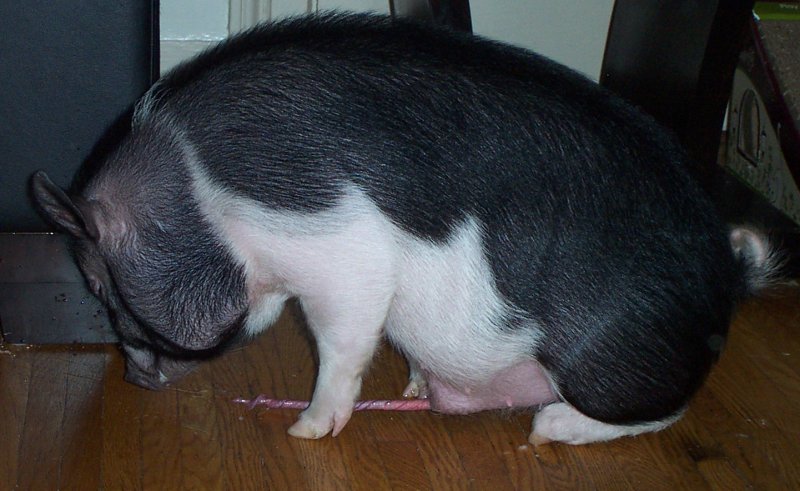 File:Porcine member.jpg