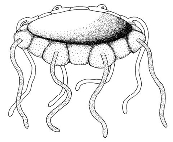 File:Diagramatic reconstruction of Mazon Creek fossil Octomedusa Pieckorum.jpg