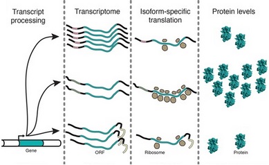 File:PolysomesmRNA.jpg