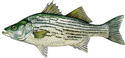 File:Hybrid Striped Bass.jpg