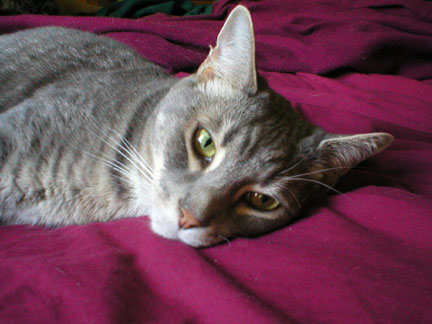 File:Jakesiamesetabby.jpg