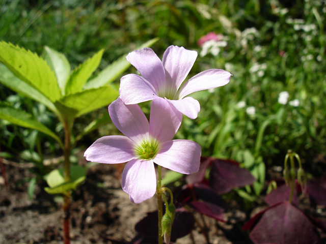 File:Purple Wood-sorrel.jpg