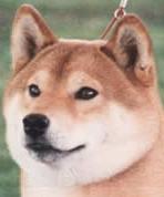 File:Shiba head.JPG