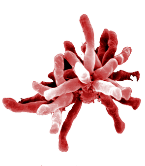 File:R. palustric bacteria.png