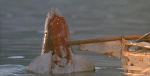 File:Jaws The Revenge - Explode.jpg