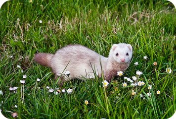 File:Silverback-ferret-stood-in-grass.jpeg