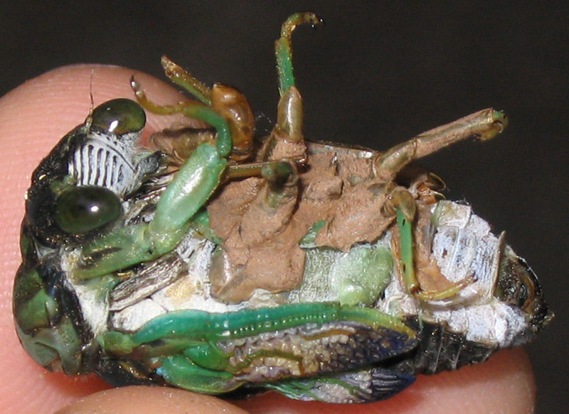 File:Malformed Tibicen chloromera.jpg