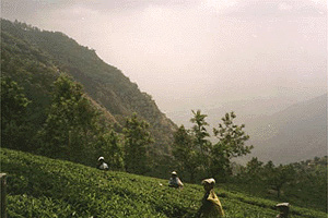 File:Coonoor tea plantation.jpg