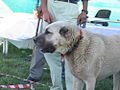 A Kangal with cropped ears.