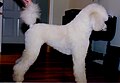 Cream Standard Poodle puppy