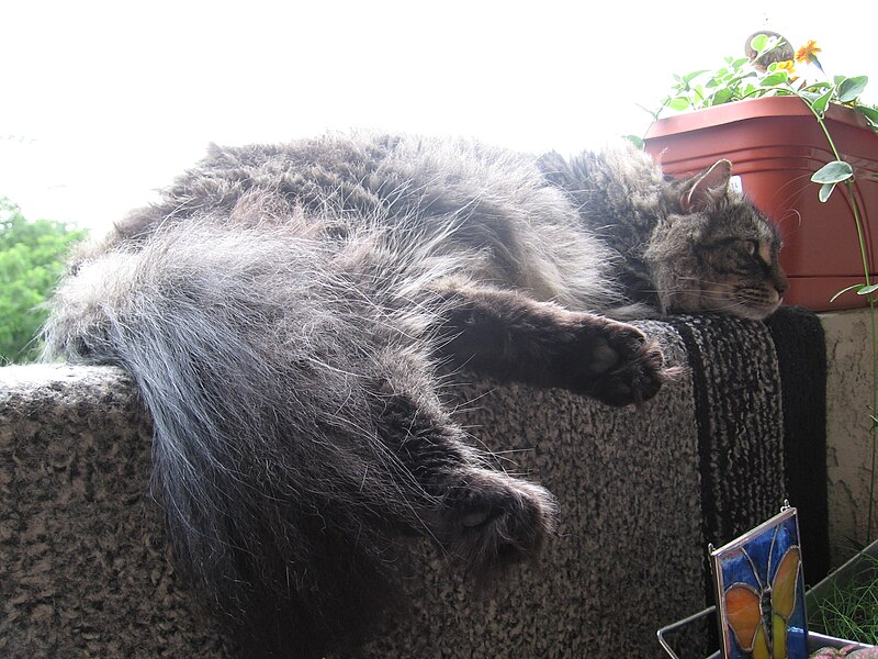 File:Mainecoontaileahh.jpg