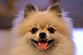 Smiling Pomeranian.