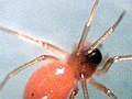 Blacktailed red sheetweaver, Florinda coccinoa