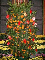 The Mandarin Oranges tree