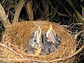 Chicks in nest