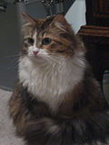 Brown Patched Tabby with White Siberian cat.