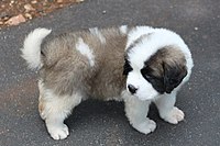 St. Bernard puppy with colours not distinctively pronounced