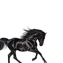 A black horse on white background.