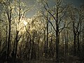 February 2007 in Virginia; ice covered trees