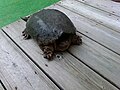 Common Snapping Turtle on wooden porch