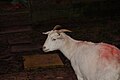 A Boer Goat