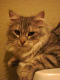 Blue Silver Mackerel Tabby Siberian cat.