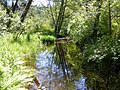 Spruce Creek (inflow of Scott Lake)